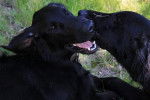 Jeux de Flat Coated retrievers - Retriever à Poil Plat
