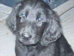 Chiot Flat coated retriever - Retriever à Poil Plat