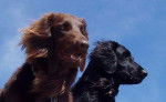 Flat Coated retrievers - Retriever à Poil Plat