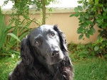 River 9 ans - Retriever à Poil Plat (9 ans)