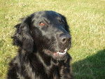 Femelle flat coated retriever 9 ans : River - Retriever à Poil Plat (9 ans)