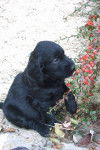 Feeling du Roc de Tougne chiot Flat Coated - Retriever &agrave; Poil Plat