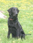 Feeling du Roc de Tougne Flat Coated Retriever - Retriever &agrave; Poil Plat