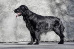Un Flat Coated Retriever debout devant un fond gris