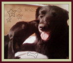 Tavo y Bache - Retriever &agrave; Poil Plat M&acirc;le