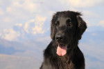 Varape flat coated retriever - Retriever à Poil Plat