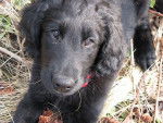 Chiot Flat Coated - Retriever à Poil Plat