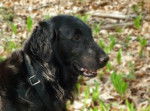River femelle flat coated retriever de 9 ans - Retriever à Poil Plat (9 ans)