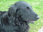 River Flat coat retriever noir - Retriever à Poil Plat