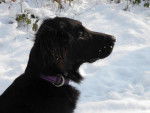 Feeling du Roc de Tougne dans la neige. Hiver 2012 - Retriever à Poil Plat