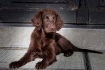 Photo Retriever à Poil Plat
