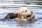 Photo Retriever à Poil Plat