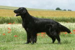 Un Retriever à Poil Plat noir dans un champ de coquelicots