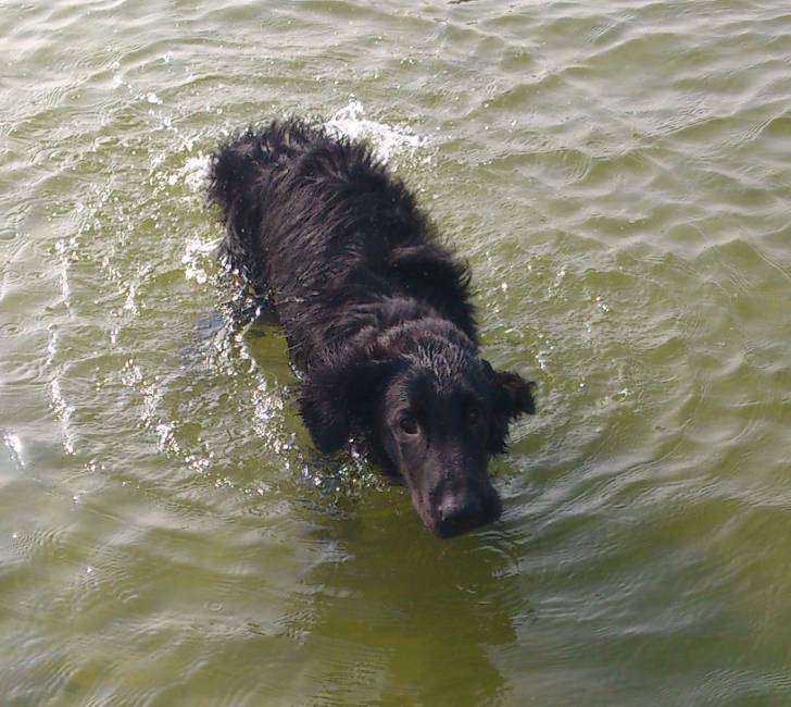 Kasper - Retriever à Poil Plat Mâle (5 mois)