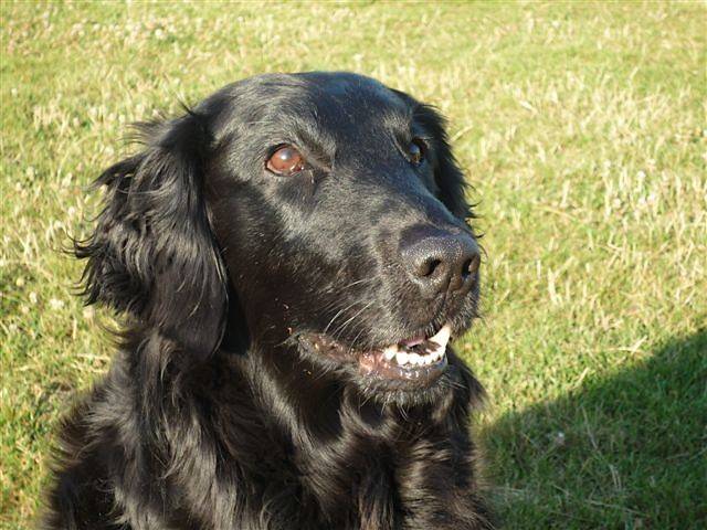 Femelle flat coated retriever 9 ans : River - Retriever à Poil Plat (9 ans)