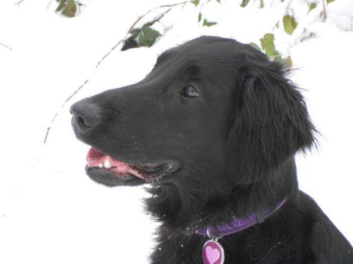 Feeling Flatt Coated retriever noir dans la neige - Retriever à Poil Plat