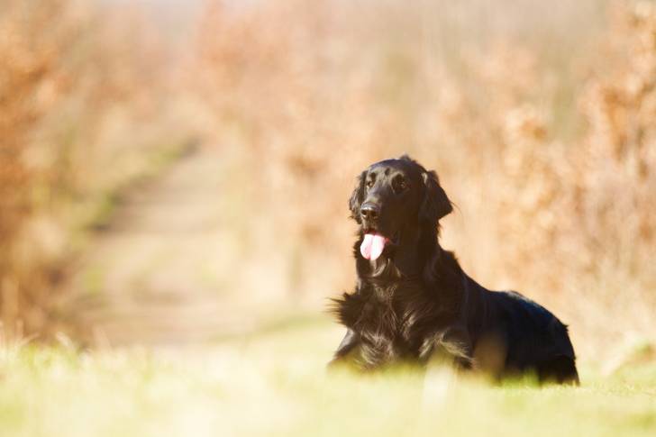 Photo Retriever à Poil Plat