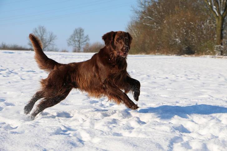 Photo Retriever à Poil Plat