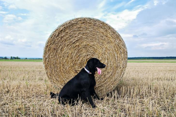 Photo Retriever à Poil Plat