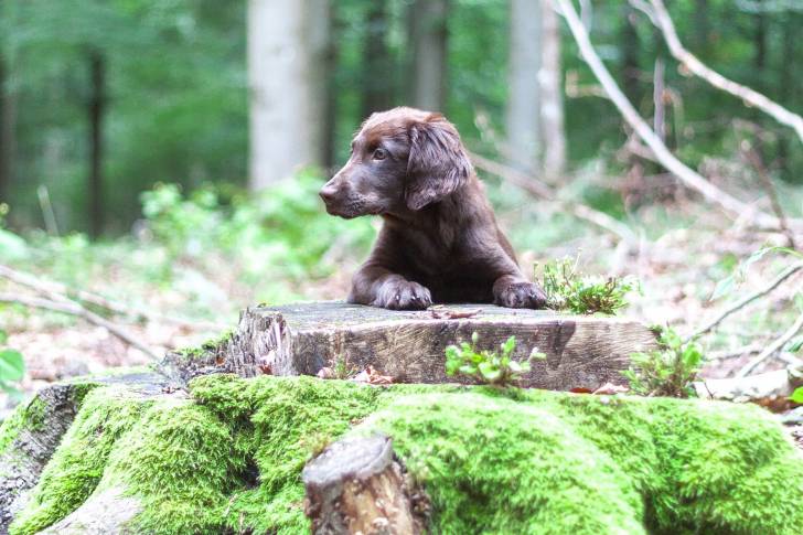 Photo Retriever à Poil Plat
