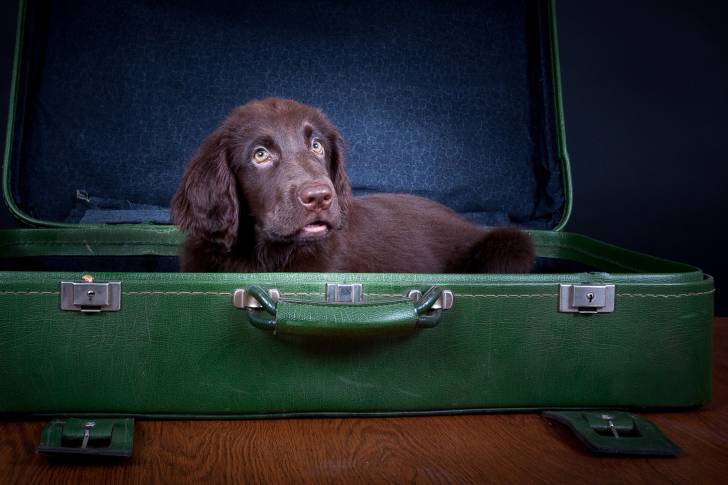 Photo Retriever à Poil Plat