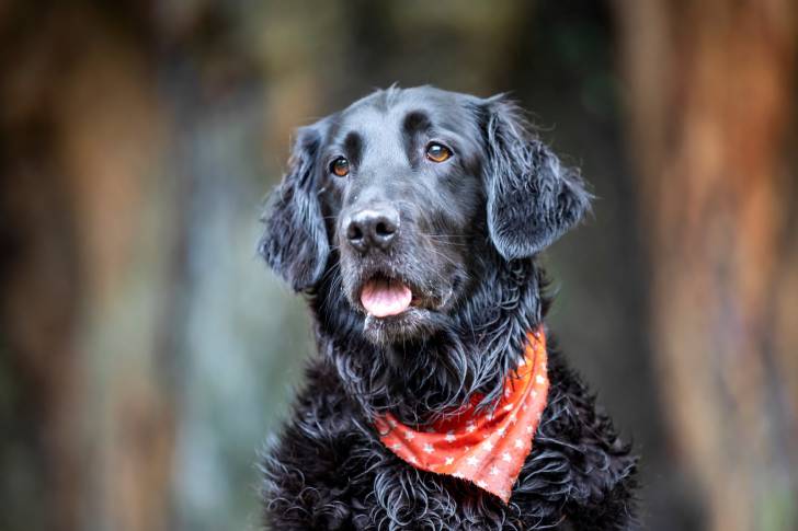 Photo Retriever à Poil Plat