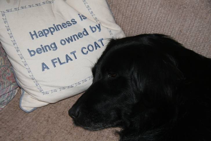 Photo Retriever à Poil Plat