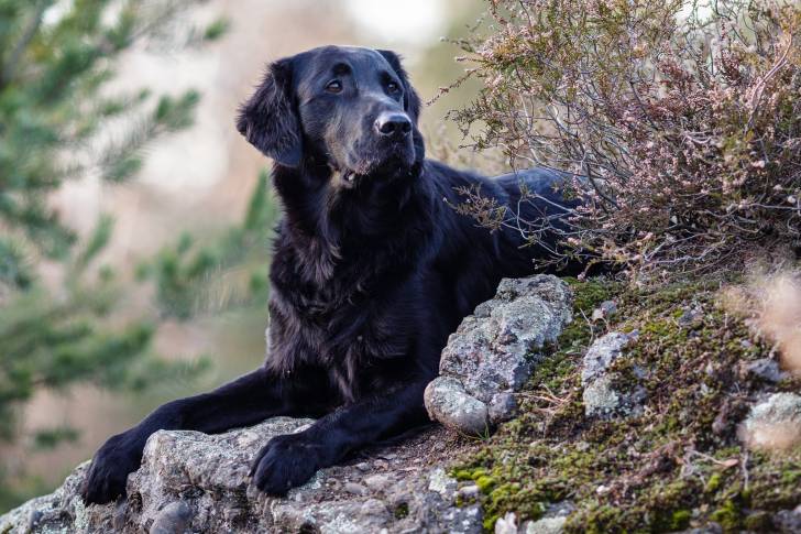 Photo Retriever à Poil Plat