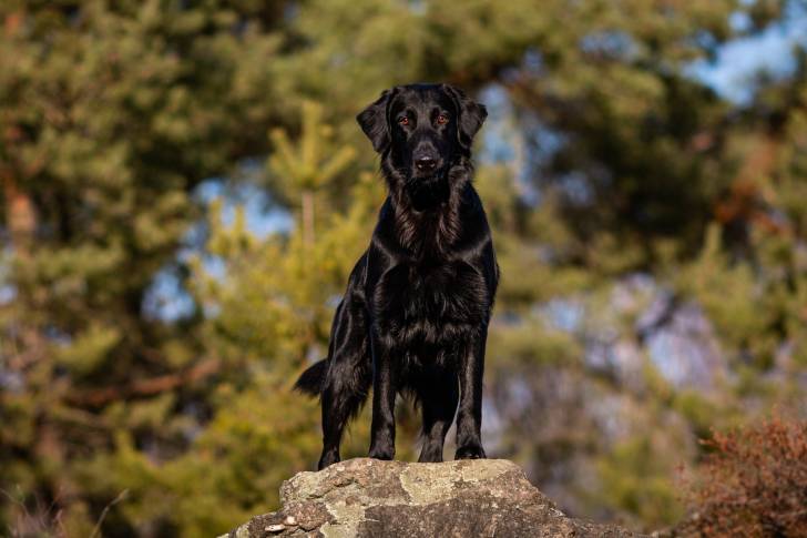Photo Retriever à Poil Plat
