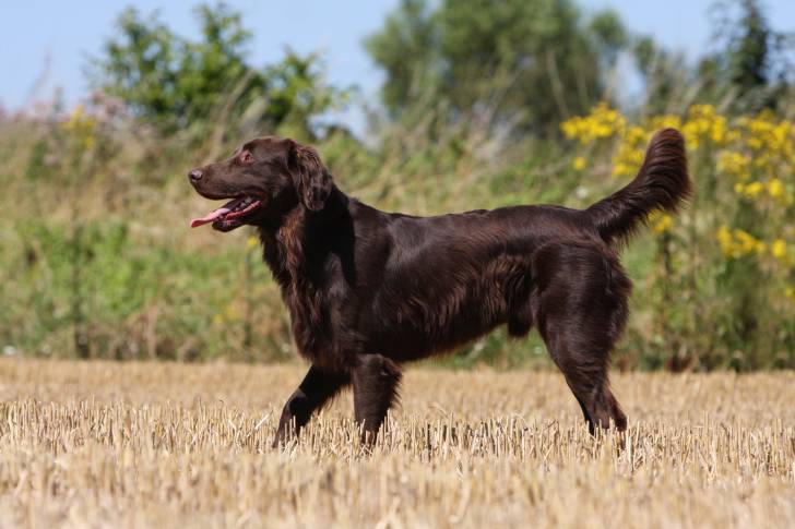 Un Retriever à Poil Plat couleur chocolat debout dans un champ