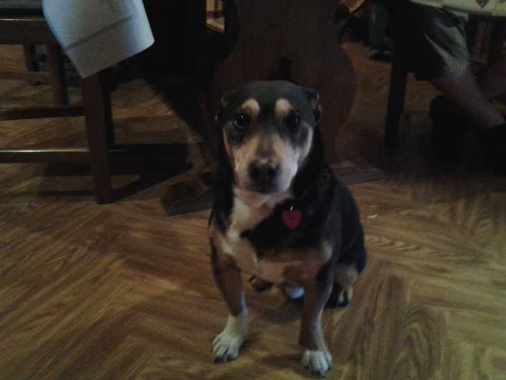 oscar 15 ans est toujour envie - Retriever à Poil Plat Mâle (15 ans)