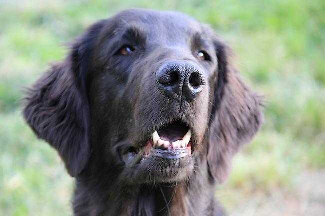 Beau portrait flat coated retriever - Retriever à Poil Plat