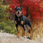 Un Pembroke Kelpie Dog sur un rocher et qui est tenu en laisse 