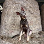 Un Pembroke Kelpie Dog assis sur du foin et portant un collier autour du cou