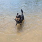 Un Pembroke Kelpie Dog dans l'eau et portant un collier autour du cou
