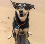 Un Pembroke Kelpie Dog assis sur une surface sableuse et qui est tenu en laisse 
