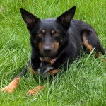 Un Pembroke Kelpie Dog allongé sur un terrain herbeux et portant un collier autour du cou