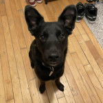 Un Pembroke Kelpie Dog assis sur un plancher et portant un collier autour du cou