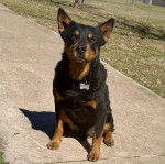 Un Pembroke Kelpie Dog assis sur une surface bétonnée et portant un collier autour du cou