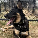 Un Pembroke Kelpie Dog tirant la langue et portant un harnais 