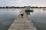 Un Pembroke Kelpie Dog sur un pont en bois et portant un collier autour du cou