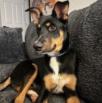 Un Pembroke Kelpie Dog allongé sur un canapé et portant un collier autour du cou