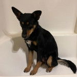 Un Pembroke Kelpie Dog assis dans une baignoire 