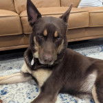 Un Pembroke Kelpie Dog allongé sur un tapis et portant un collier autour du cou
