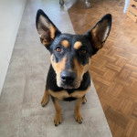 Un Pembroke Kelpie Dog assis sur un sol carrelé 