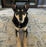 Un Pembroke Kelpie Dog allongé sur un tapis et portant un collier autour du cou