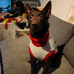 Un Pembroke Kelpie Dog assis sur un canapé et portant un habit pour chien 