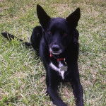 Un Pembroke Kelpie Dog allongé sur un terrain herbeux et portant un collier autour du cou
