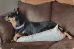 Un Pembroke Kelpie Dog allongé sur un canapé et portant un collier autour du cou