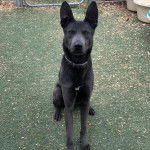 Un Pembroke Kelpie Dog regardant vers la caméra et portant un collier autour du cou